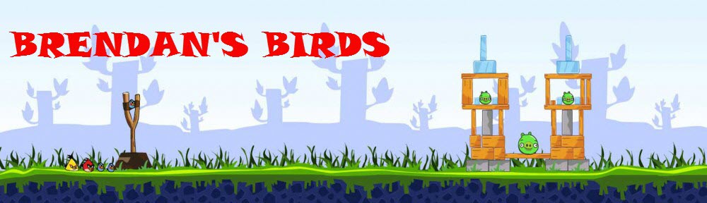 Brendans Birds